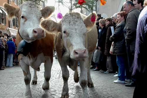 Return from pasture-Annecy