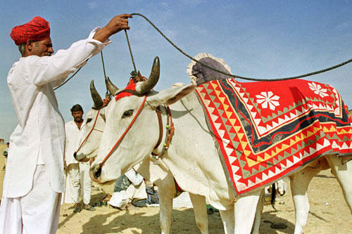 Oxen at camel fair