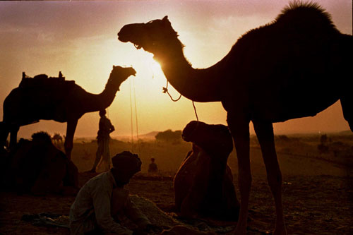 Sunset at Pushkar camel fair