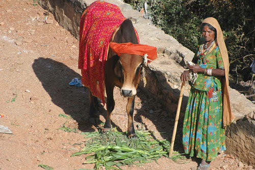 Sacred cow-Pushkar