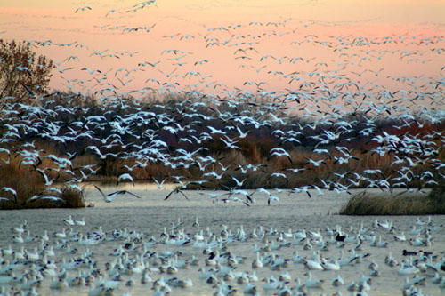 Fly-out of snow geese at the Bosque