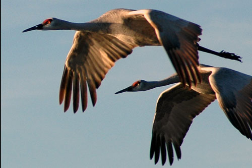 Sandhill cranes