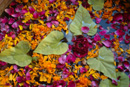 Decorative petals - Jaisalmer