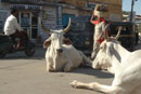 Street scene - Jaisalmer