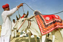 Cattle at Pushkar fair