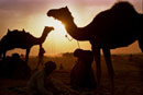Camel fair at sunset