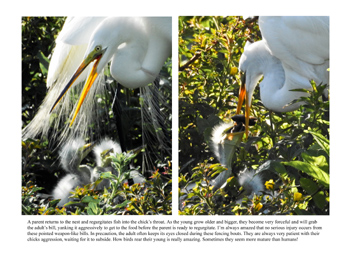 Great Egret feeding chicks