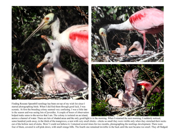 Roseate Spoonbill with chicks
