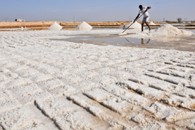 Sambhar salt lake worker