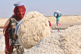 Sambhar salt lake workers