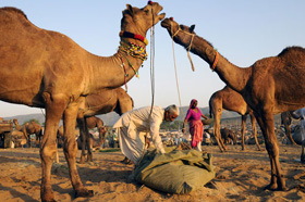 Pushkar camel fair