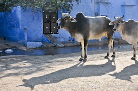 Sacred cows