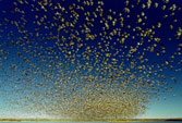 Fly-out of snow geese at the Bosque