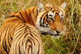 Tracking the Bengal tiger