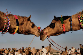Pushkar camel fair