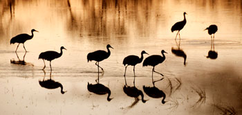 Sandhill cranes