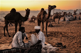 Pushkar camel fair