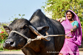 Farmer with her buffalo