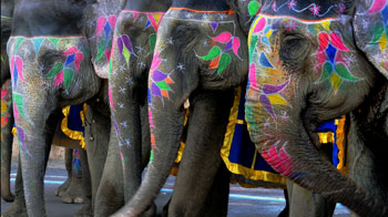 Elephants at Gangaur Festival, Jaipur