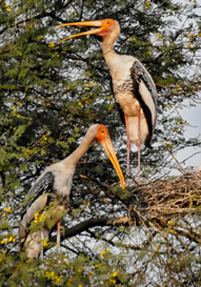 Painted storks-Bharatpur