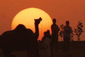 Sunset at Pushkar camel fair