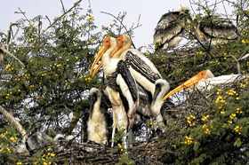 Painted storks at Bharatpur