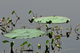 Pangarh Lake