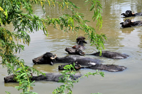 Buffalos enjoying the river