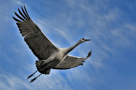 Crane in flight
