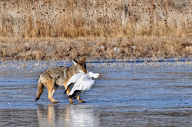 Coyote caught a goose