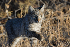 Bobcat