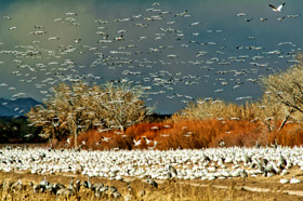Snow geese flocks