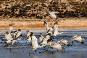 Cranes taking off