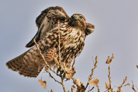 Hawk