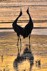 Sandhill cranes