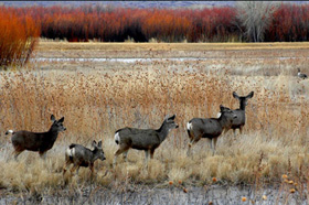 Deers