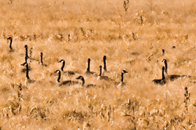Canadian geese in grass