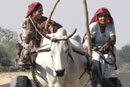 Women driving ox cart
