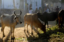 Street scene - Pushkar