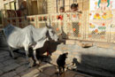 Street scene - Jaisalmer