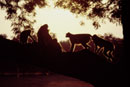 Monkeys at sunset